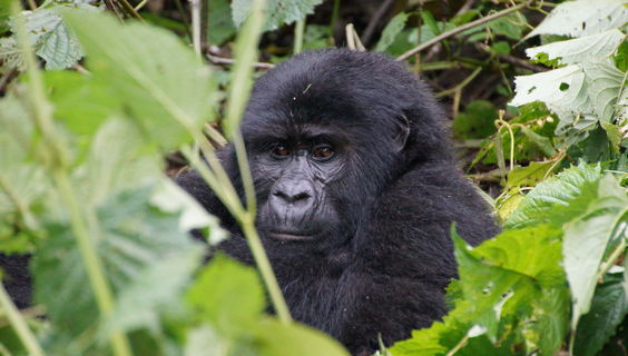  &copy; Lets go Tours