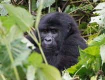  &copy; Lets go Tours